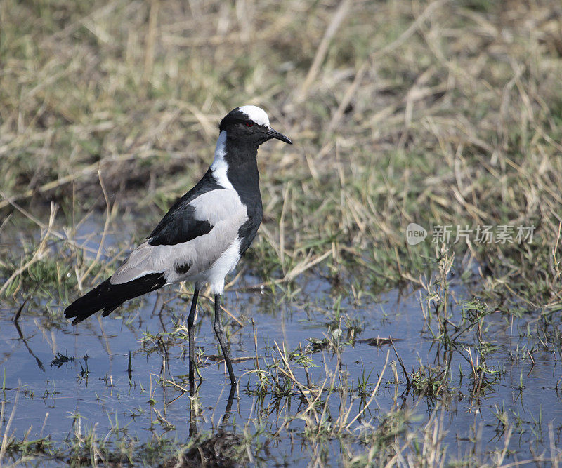 铁匠鸻或田凫(Vanellus armatus)